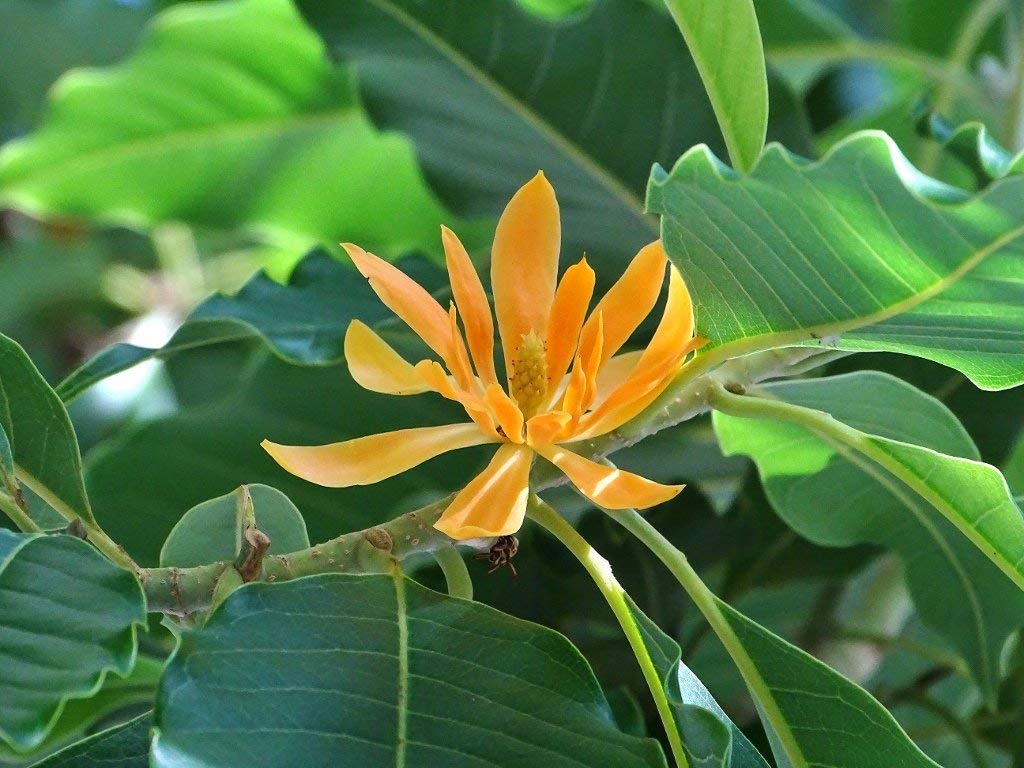 Golden Son Champa Flower Plant