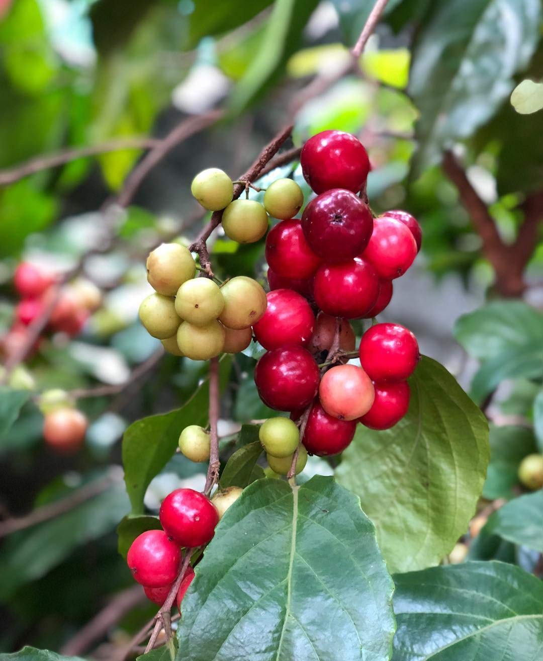 Loobi Plum - Flacourtia jangomas Fruit Plant