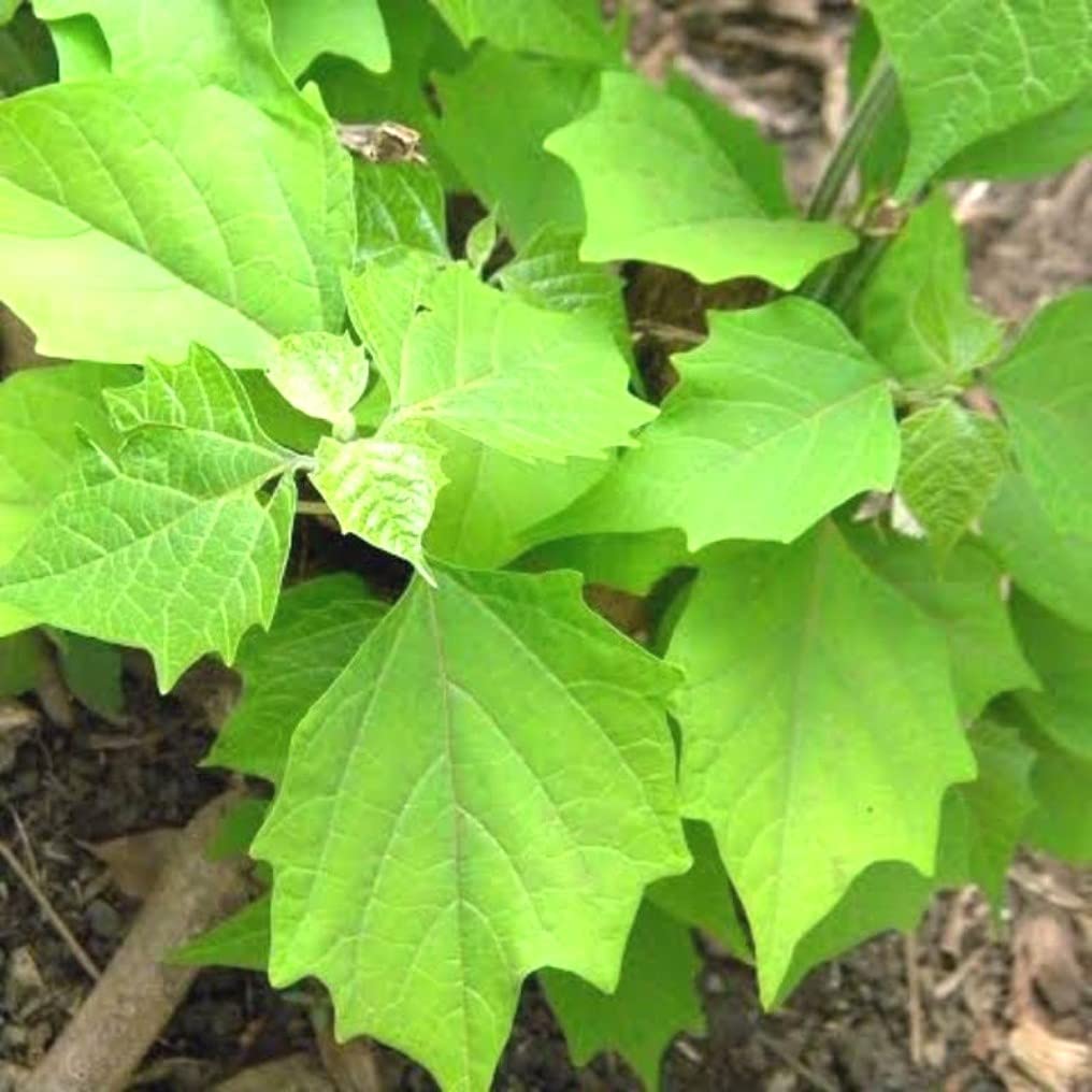 Kumizhu ( Gmelina arborea ) Medicinal Plant