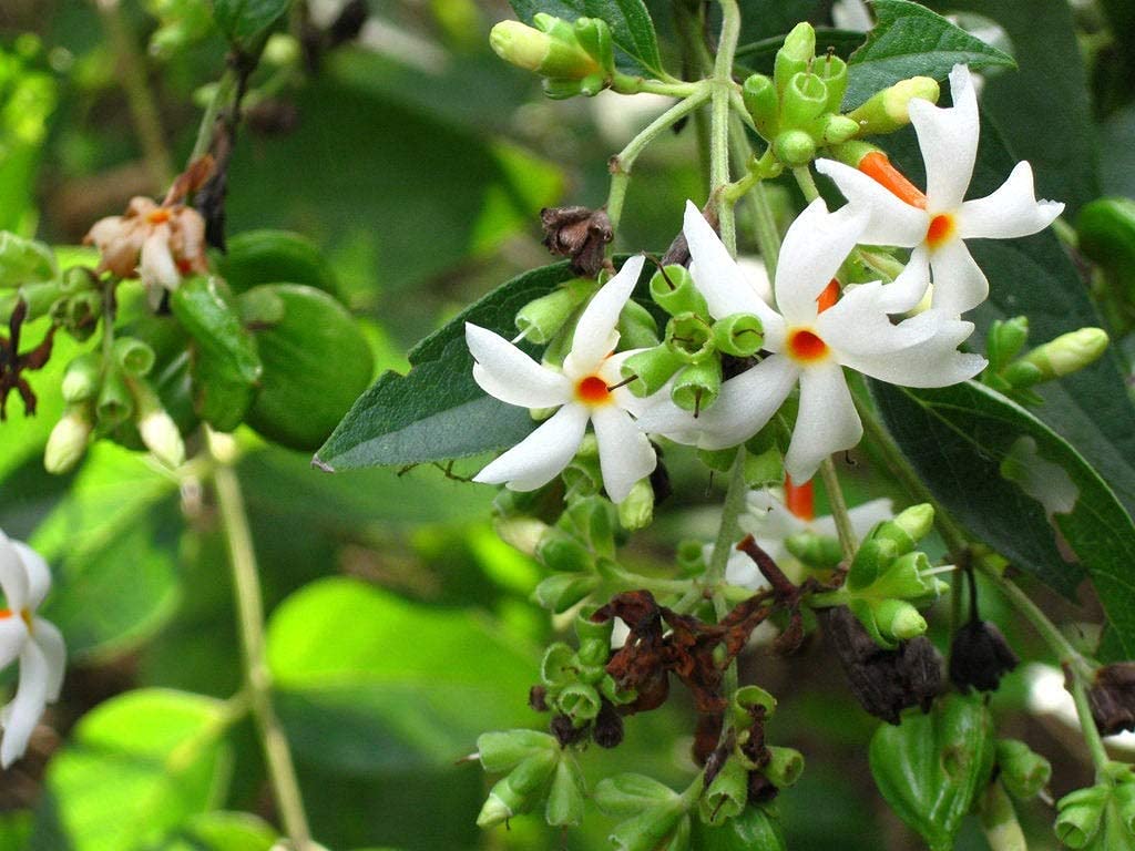 Coral Jasmine Flower Plant