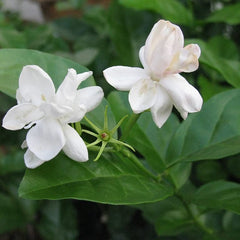 Arabian Double Jasmine Flower Plant