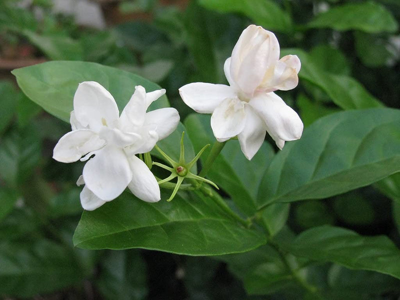 Arabian Double Jasmine Flower Plant