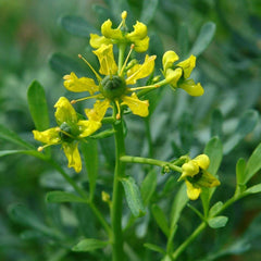 Arutha ( Ruta graveolens ) Medicinal Plant