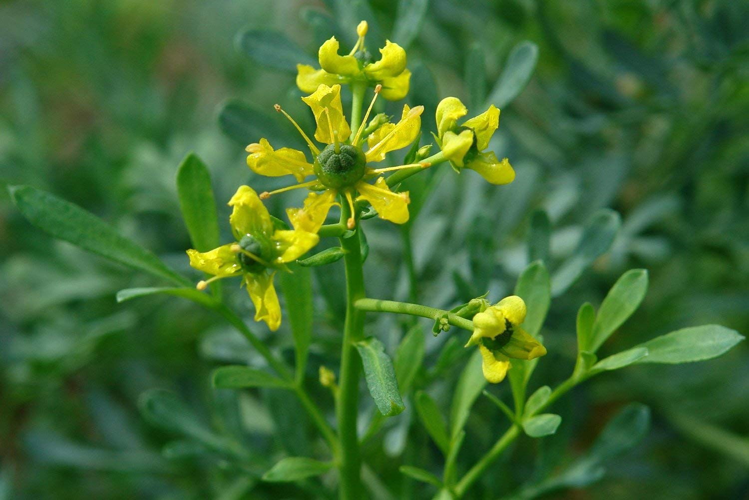 Arutha ( Ruta graveolens ) Medicinal Plant