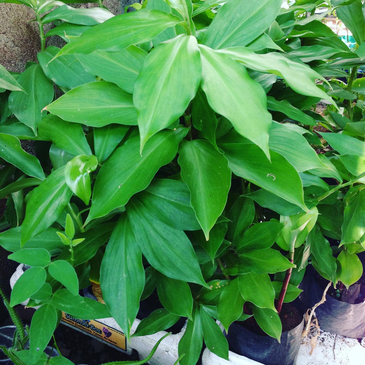 Insulin Plant ( Costus igneus ) Medicinal Plant