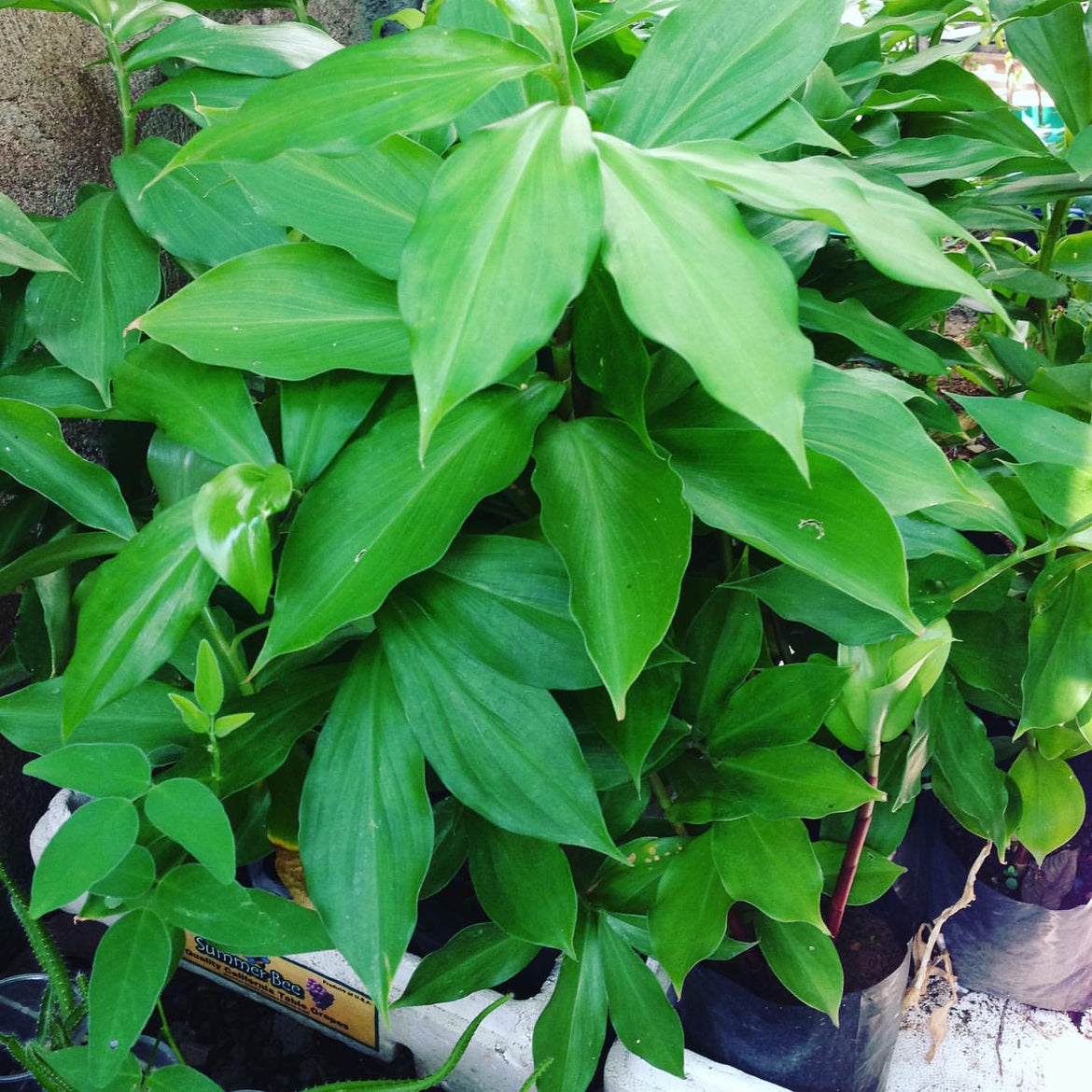 Insulin Plant ( Costus igneus ) Medicinal Plant – M-Tech Gardens