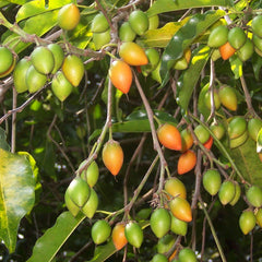 Elengi ( Mimusops elengi ) Medicinal Plant