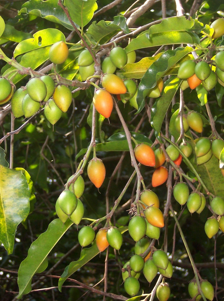 Elengi ( Mimusops elengi ) Medicinal Plant