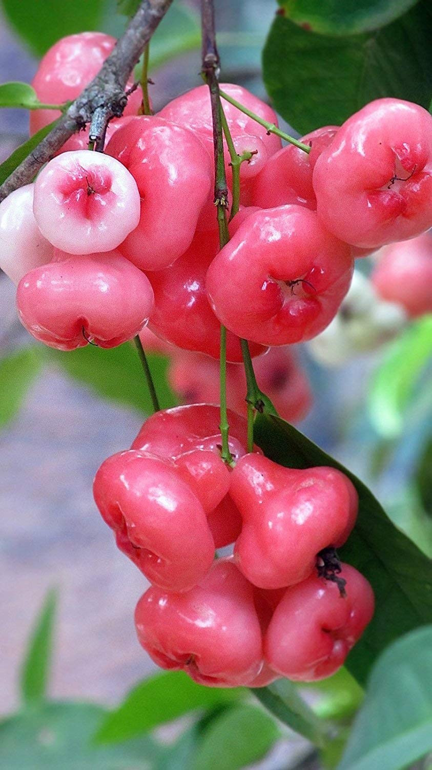 Rose Water Apple - Syzygium samarangense Fruit Plant