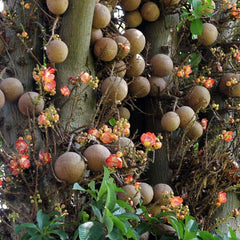 Nagalingam ( Couroupita guianensis ) Medicinal Plant