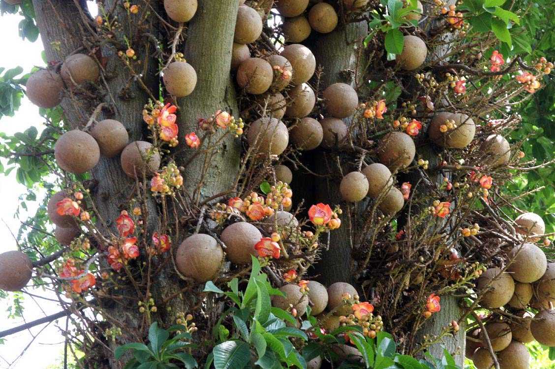 Nagalingam ( Couroupita guianensis ) Medicinal Plant