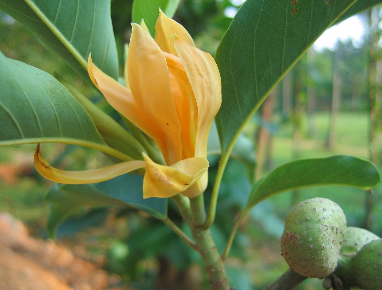 Golden Son Champa Flower Plant