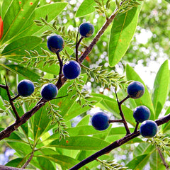 Rudraksham ( Elaeocarpus angustifolius ) Medicinal Plant