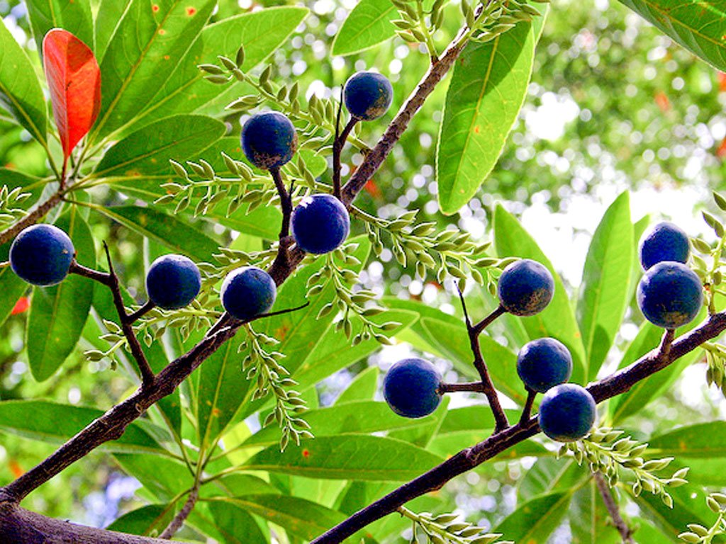 Rudraksham ( Elaeocarpus angustifolius ) Medicinal Plant