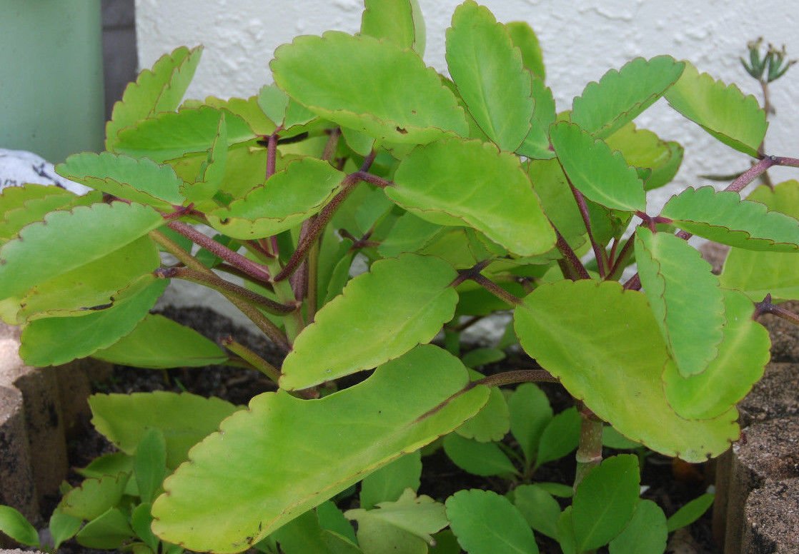 Ila Mulachi ( Bryophyllum pinnatum ) Medicinal Plant