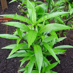Vaathamkolli ( Justicia gendarussa ) Medicinal Plant