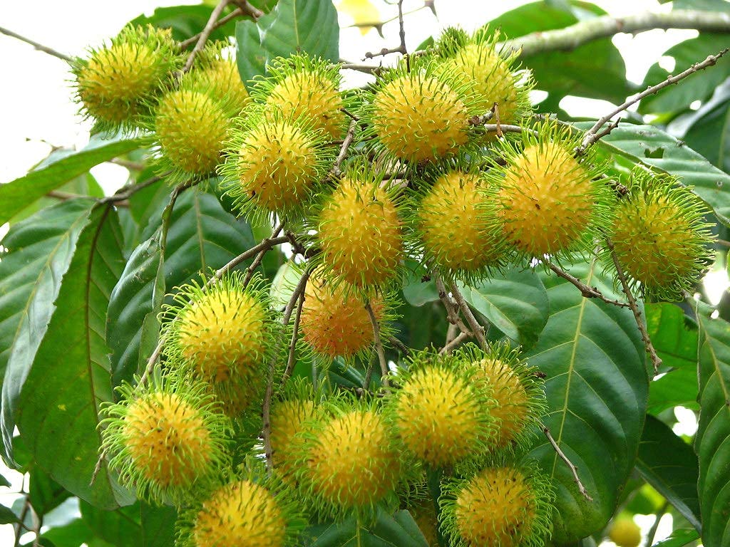 Hybrid Rambutan ( E35 ) Fruit Plant