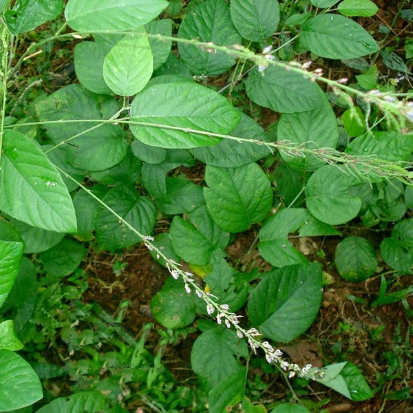 Orila ( Desmodium gangeticum ) Medicinal Plant