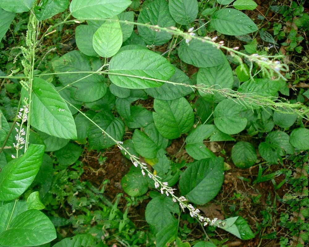 Orila ( Desmodium gangeticum ) Medicinal Plant