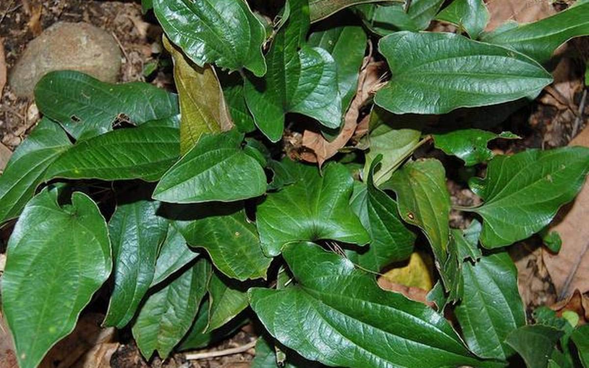 Arogyapacha ( Trichopus zeylanicus ) Medicinal Plant