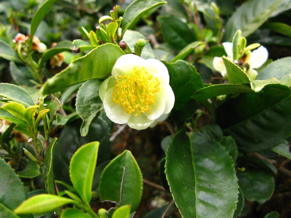 Tea Plant