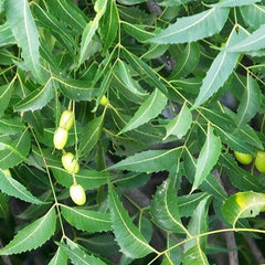 Neem ( Azadirachta indica ) Medicinal Plant