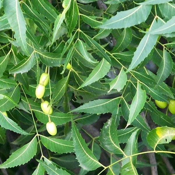 Neem ( Azadirachta indica ) Medicinal Plant