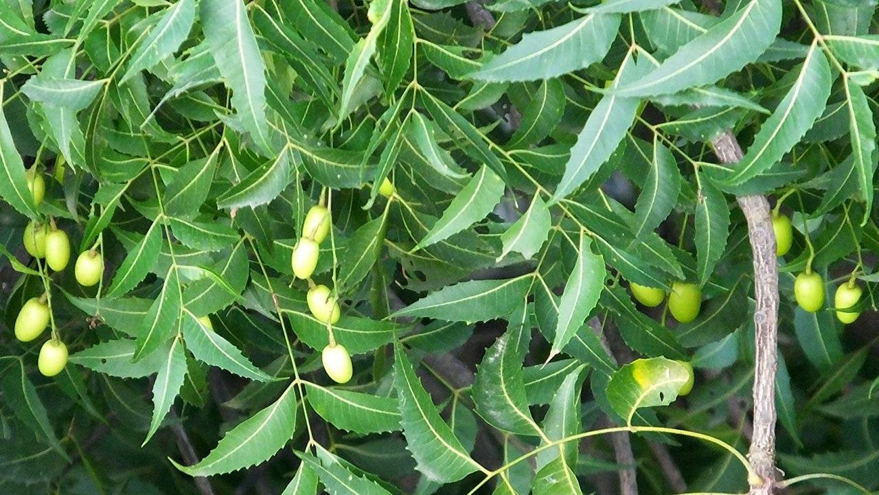 Neem ( Azadirachta indica ) Medicinal Plant