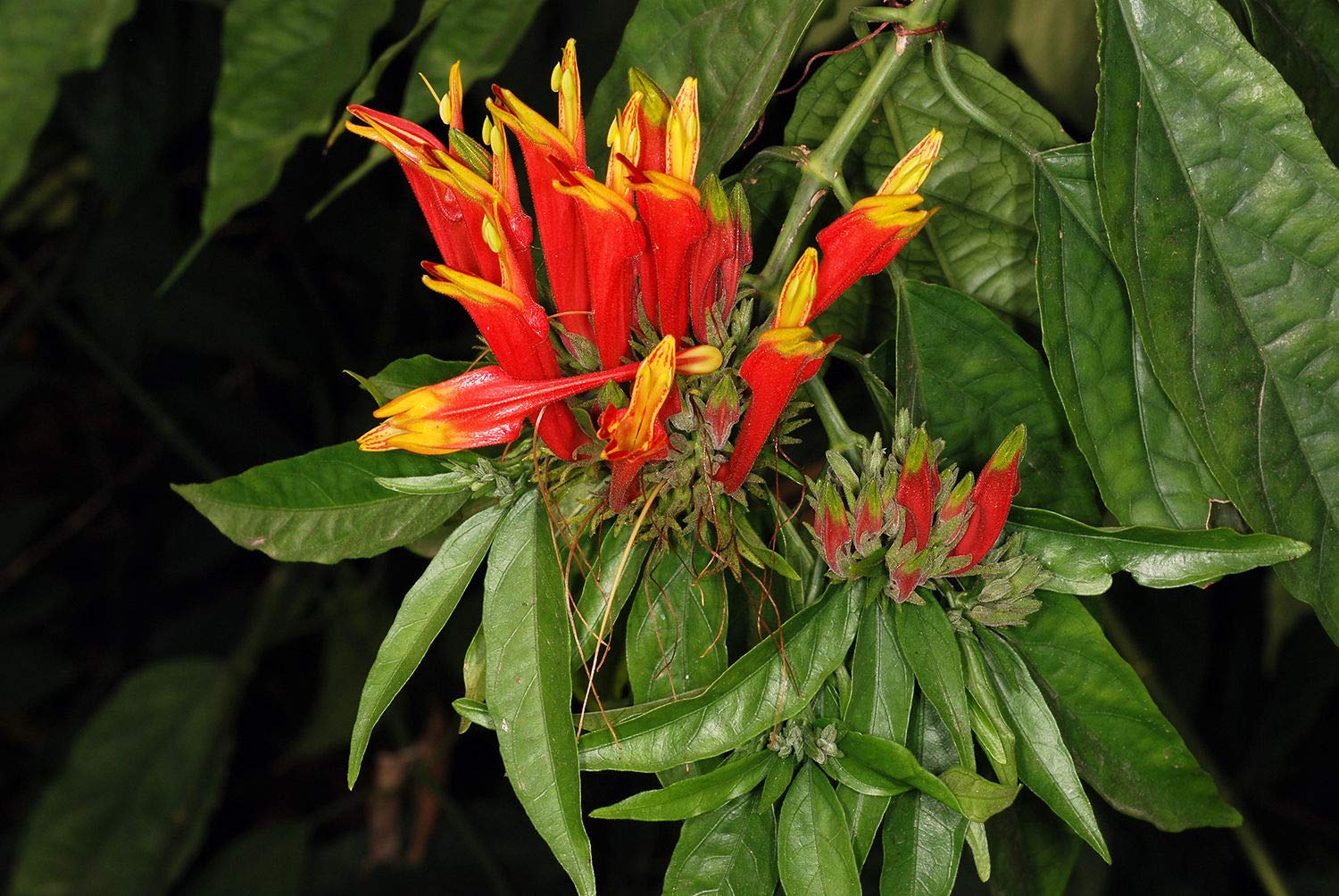 Vishapacha ( Clinacanthus nutans ) Medicinal Plant