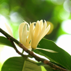 White Son Champa Flower Plant