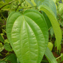 Vetta ( Piper betel ) Medicinal Plant