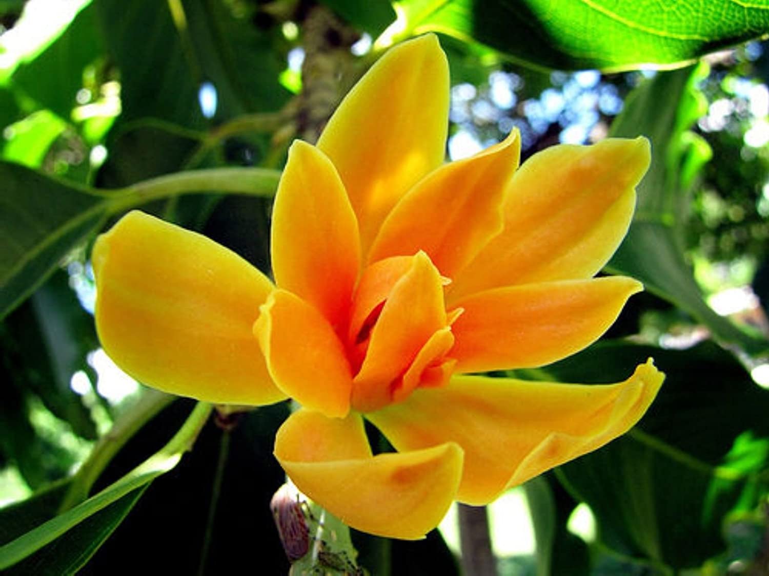 Golden Son Champa Flower Plant