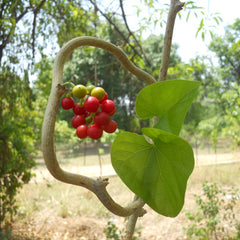 Chittamruthu ( Tinospora cordifolia ) Medicinal Plant