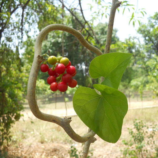 Chittamruthu ( Tinospora cordifolia ) Medicinal Plant