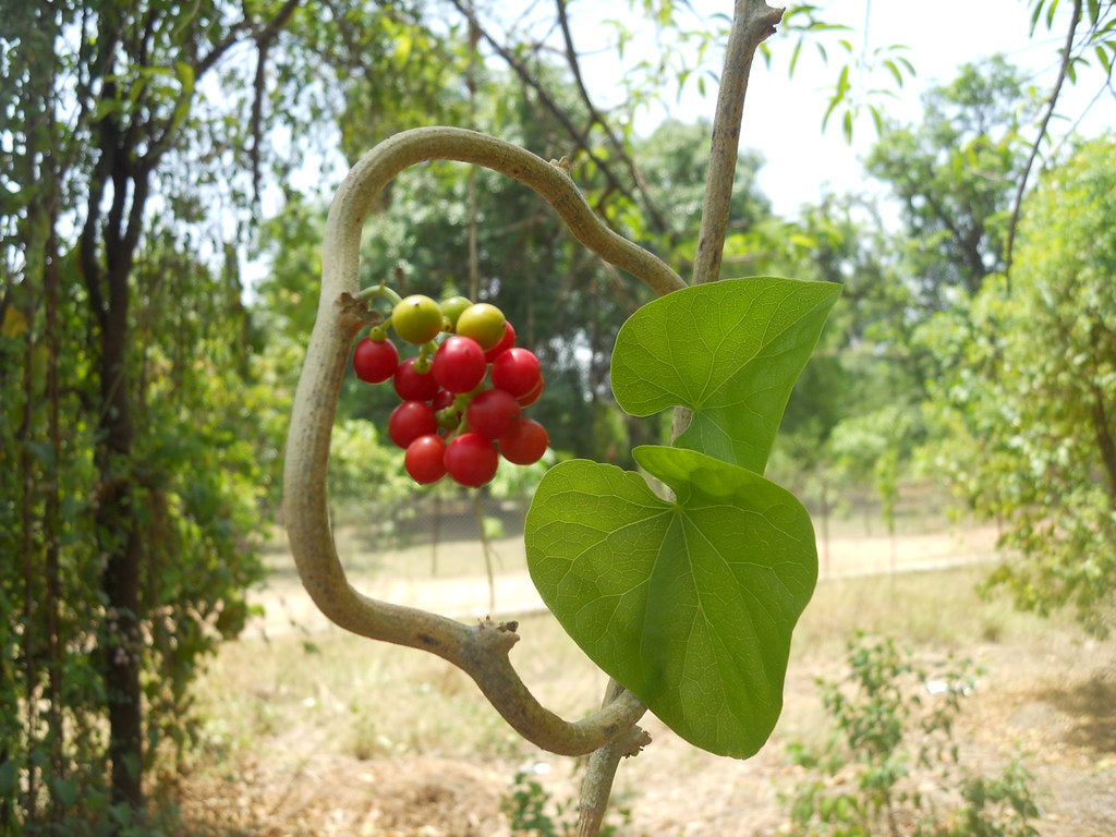 Chittamruthu ( Tinospora cordifolia ) Medicinal Plant