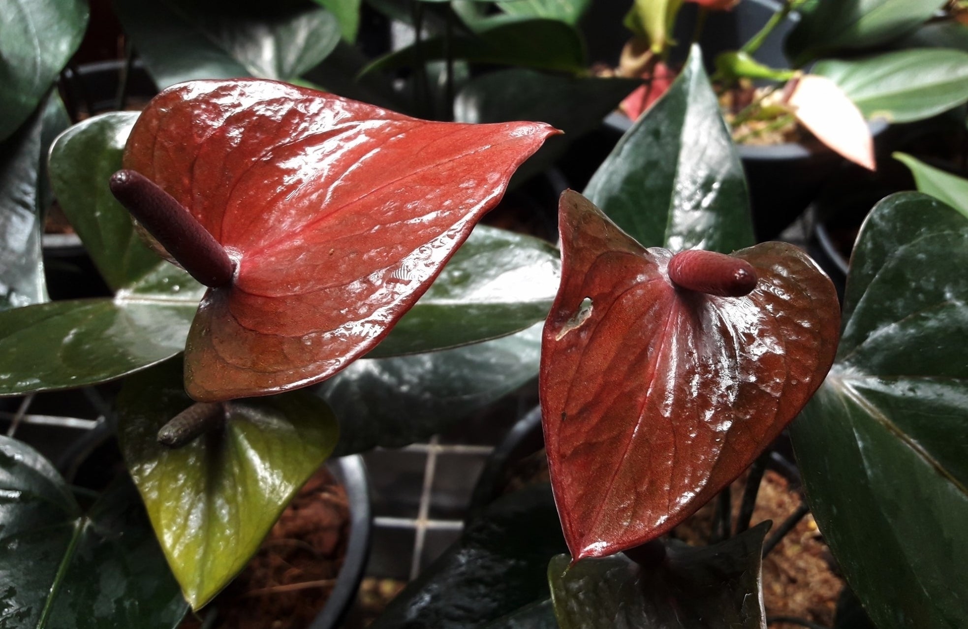 Anthurium Flower - Brown - Flower Plant