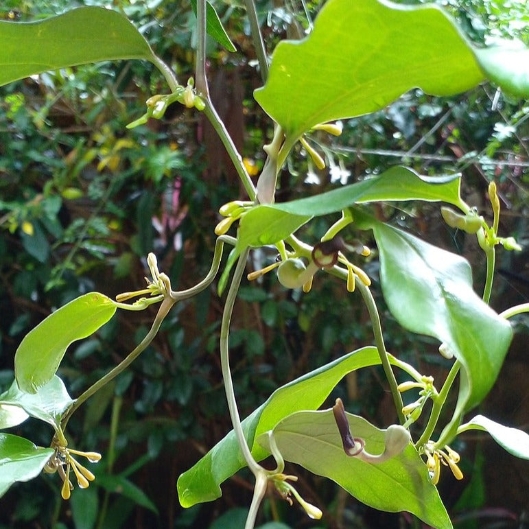 Eeshwaramooli ( Aristolochia indica ) Medicinal Plant