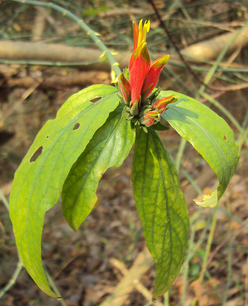 Vishapacha ( Clinacanthus nutans ) Medicinal Plant