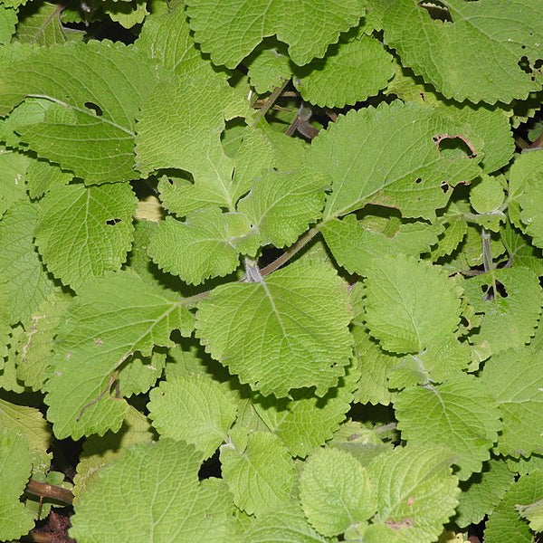 Iruveli ( Coleus zeylanicus ) Medicinal Plant