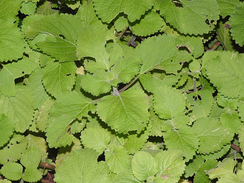 Iruveli ( Coleus zeylanicus ) Medicinal Plant