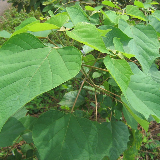 Kumizhu ( Gmelina arborea ) Medicinal Plant