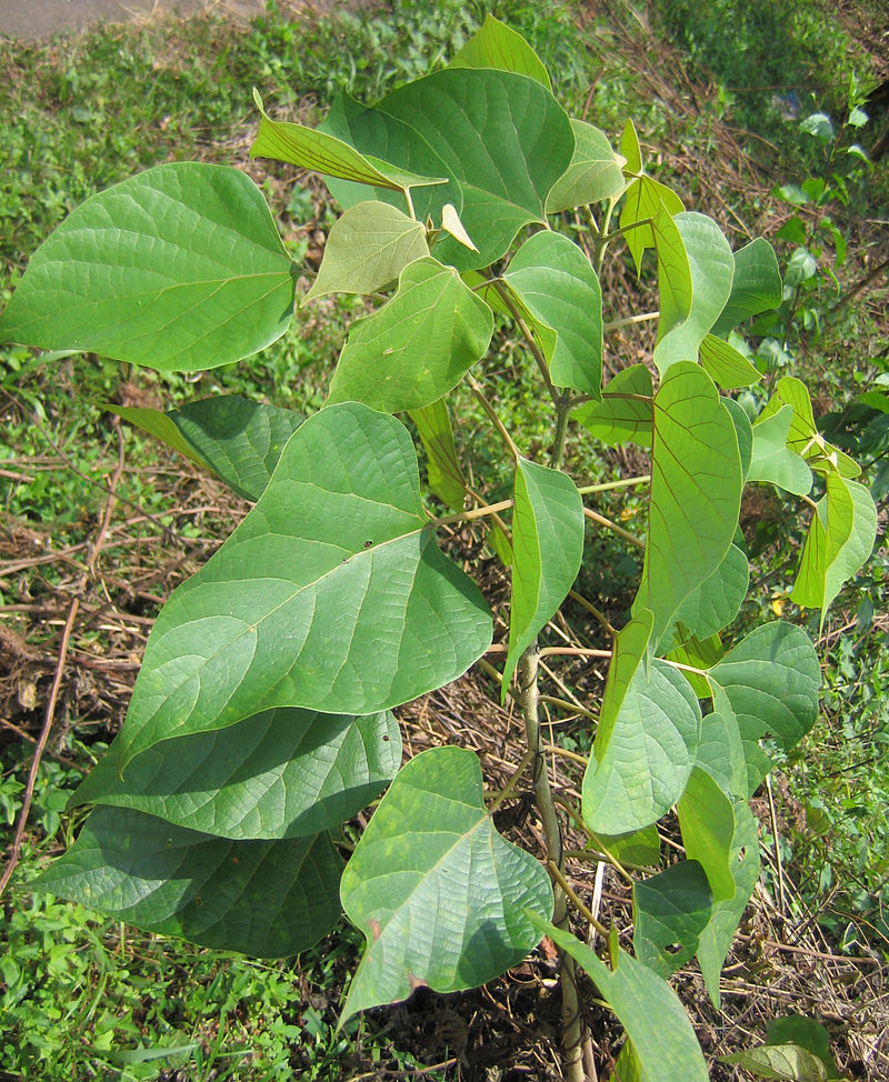 Kumizhu ( Gmelina arborea ) Medicinal Plant