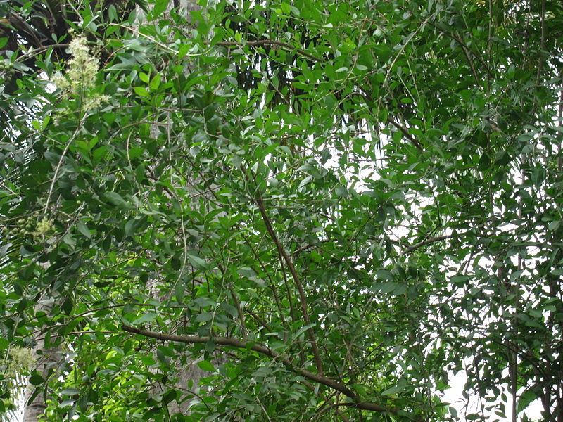 Mailanji ( Lawsonia inermis ) Medicinal Plant