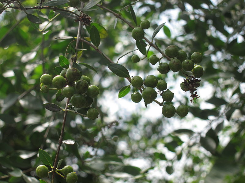 Mailanji ( Lawsonia inermis ) Medicinal Plant