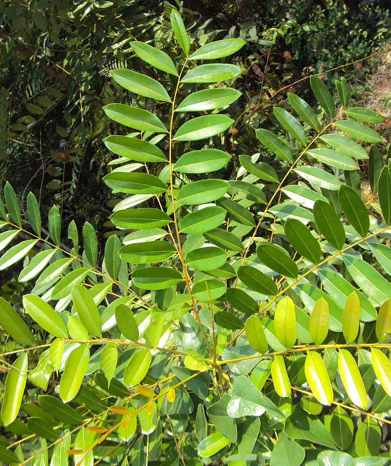 Lakshmi Tharu ( Simarouba glauca ) Medicinal Plant