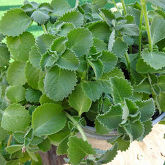 Panikoorka ( Coleus amboinicus ) Medicinal Plant