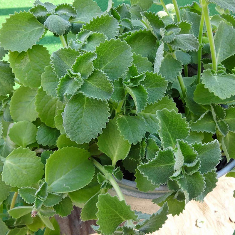 Panikoorka ( Coleus amboinicus ) Medicinal Plant