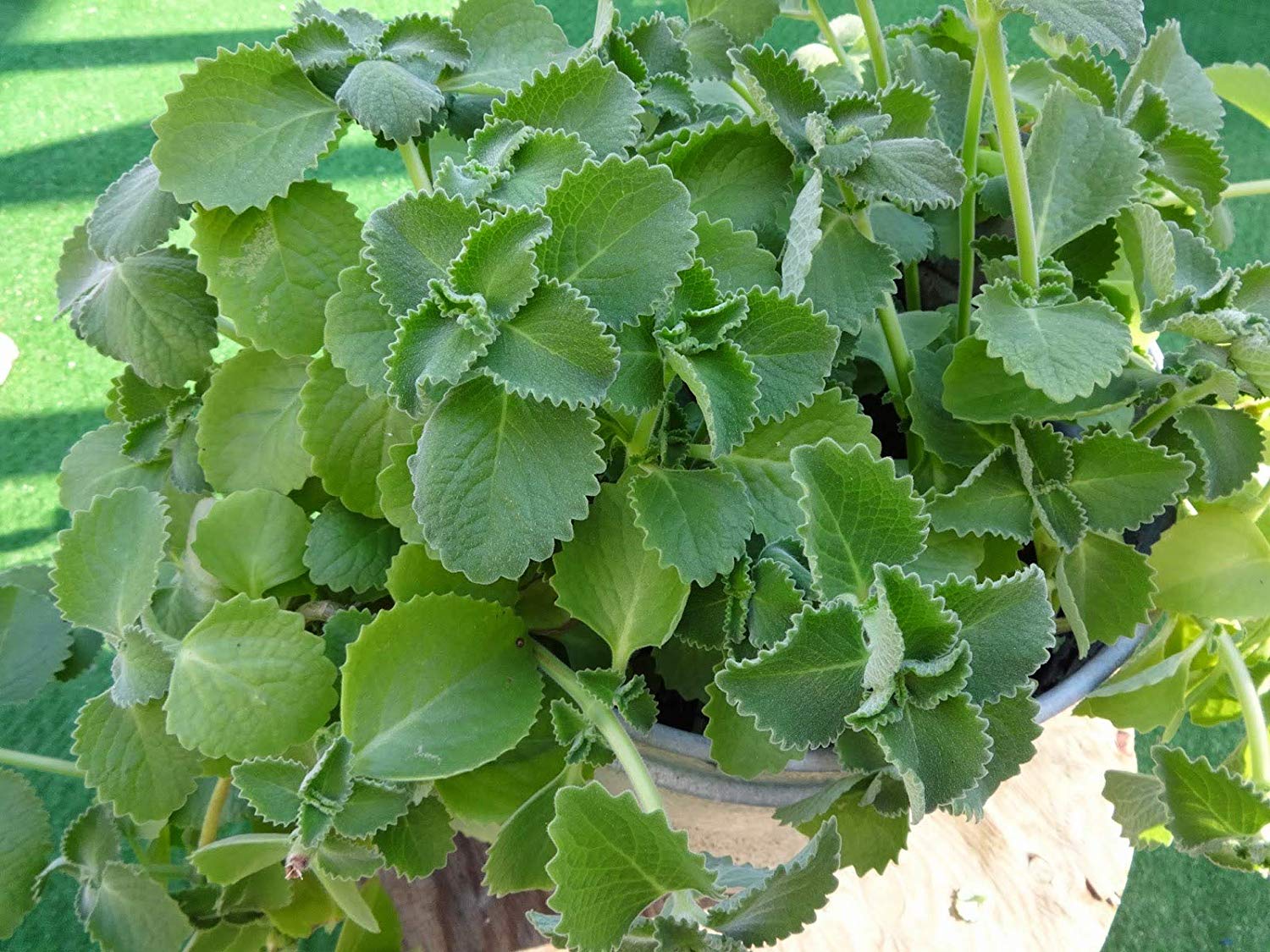 Panikoorka ( Coleus amboinicus ) Medicinal Plant