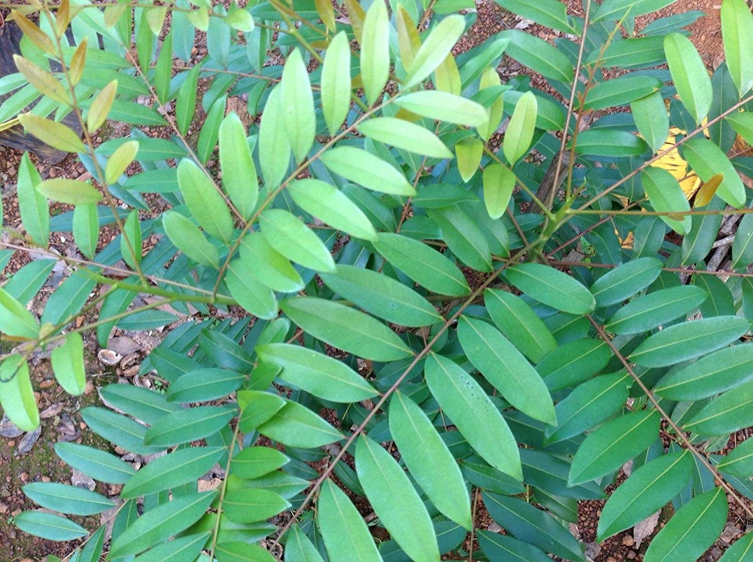 Lakshmi Tharu ( Simarouba glauca ) Medicinal Plant