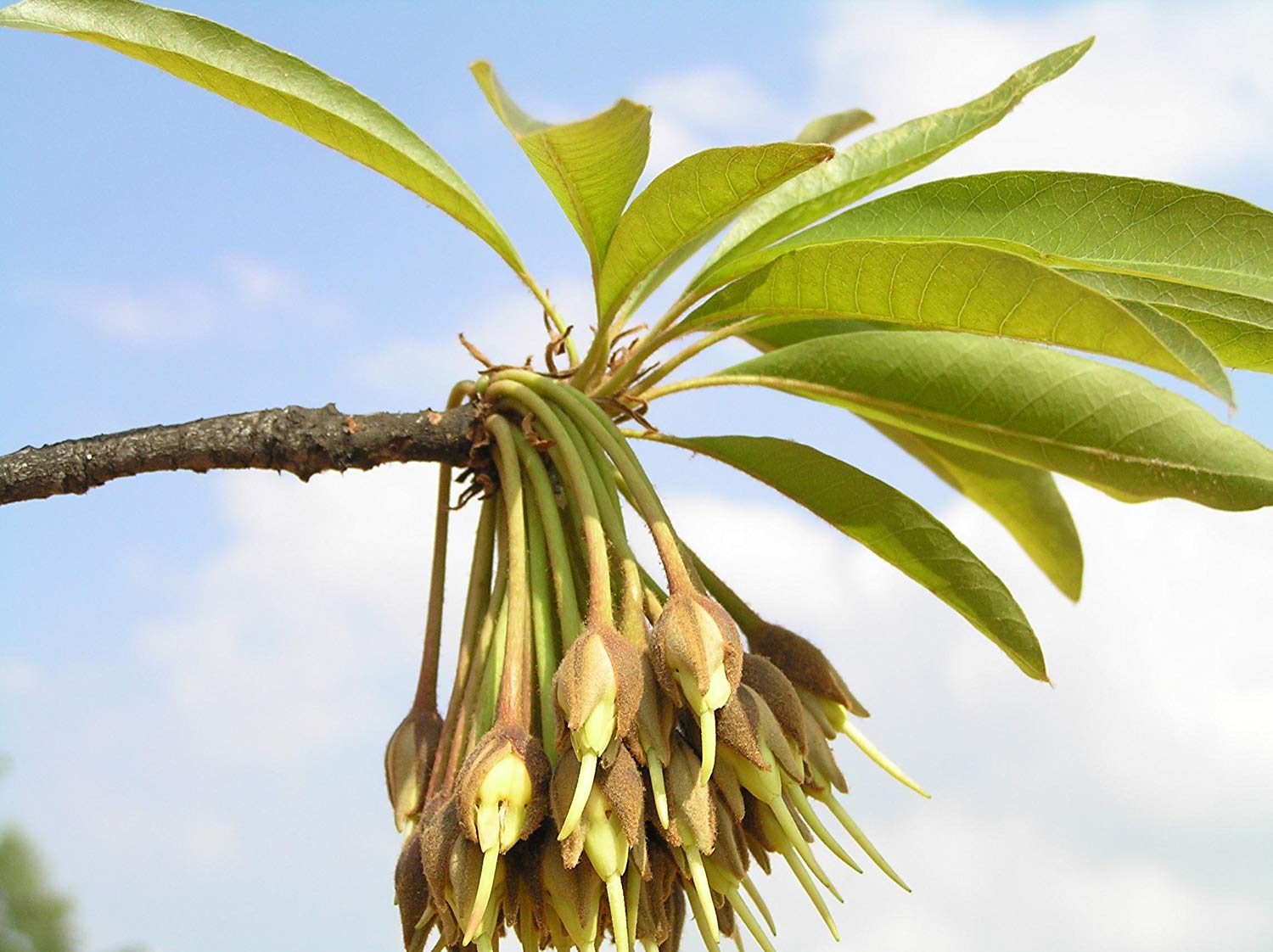 Eluppa ( Madhuca longifolia ) Medicinal Plant